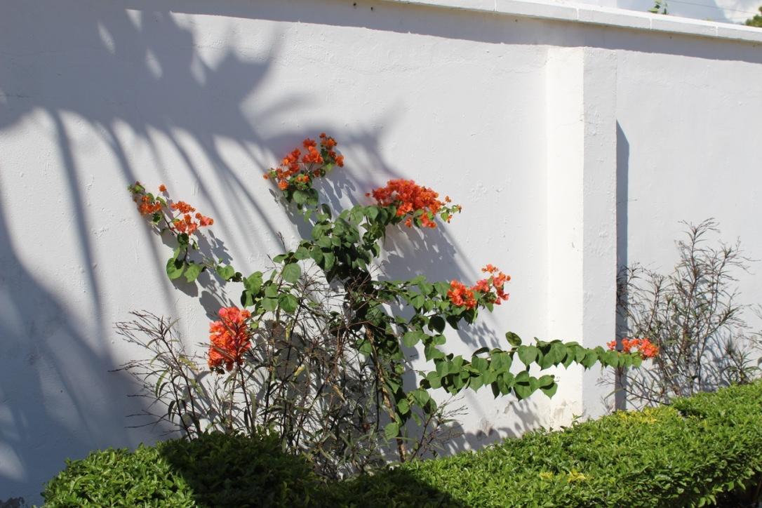 Idc Guest House Bagamoyo Kültér fotó